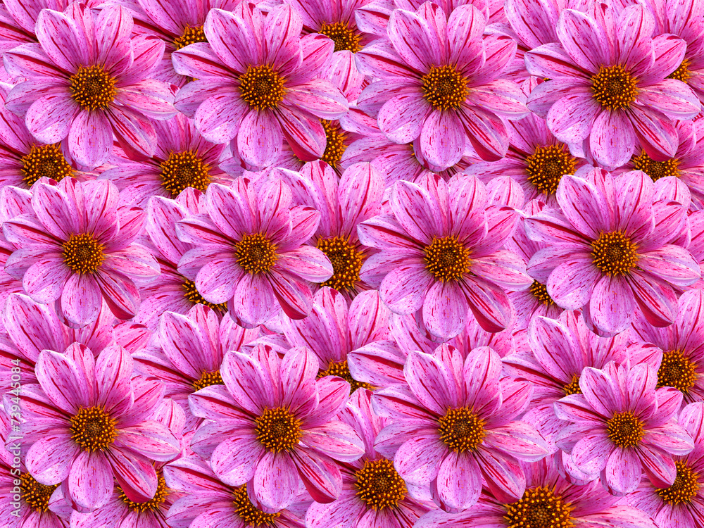 Pink Dahlias Pink Dahlias