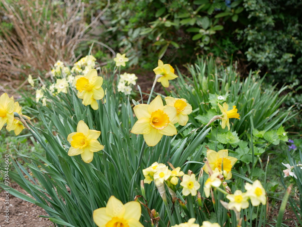 flowering plants with yellow flowers during spring in a garden flowering plants with yellow flowers during spring in a garden