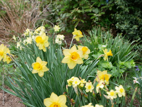 flowering plants with yellow flowers during spring in a garden