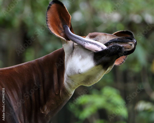 Okapi
