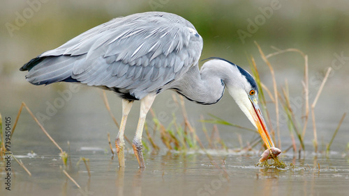 great blue heron