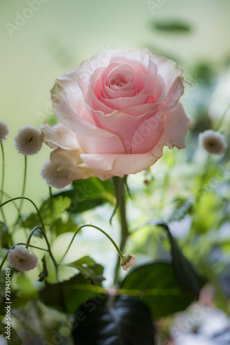 beautiful pink rose romantic mood