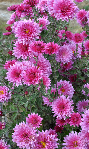 Autumn bloom of chrysanthemum