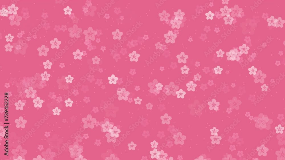 Abstract floral pattern motion background with animated sakura flowers cherry blossoms falling against tender pink backdrop. Simple pastel color video animation for oriental or springtime design. Abstract floral pattern motion background with animated sakura flowers cherry blossoms falling against tender pink backdrop. Simple pastel color video animation for oriental or springtime design.
