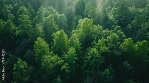 This aerial photograph captures a dense forest with sunlight piercing through the canopy  creating a beautiful interplay of light and shadow on the forest floor