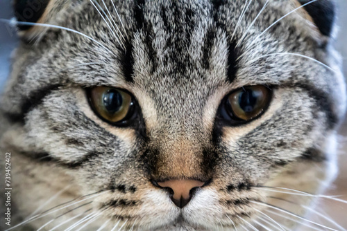 Closeup of a Felidaes face with whiskers and fur, staring at the camera photo