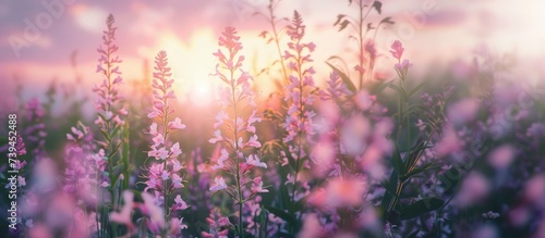banner field with wildflowers, beautiful pink sunrise, sunset, blossom, concept spring, summer, natural background