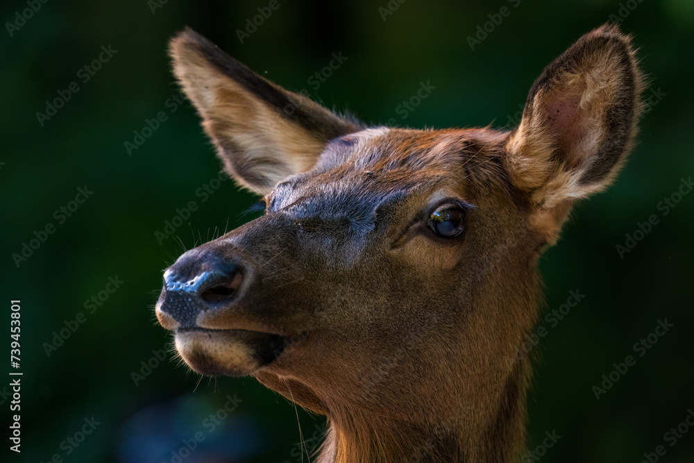 Elk Cow Portrait