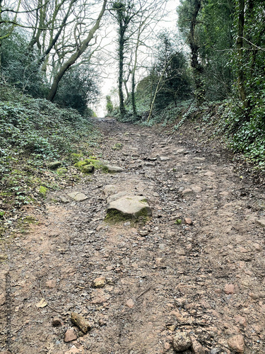 path in the woods at Peckforton Hills photo