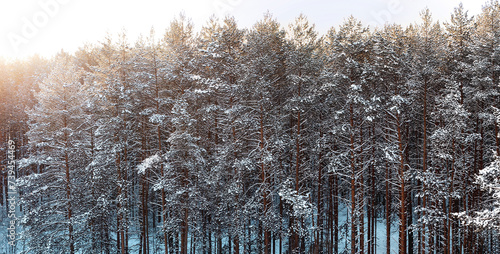 Bilde på lerret The sun rises over the pine forest, illuminating the tops