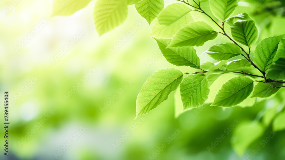 Fresh green tree leaves form a vibrant frame, creating a natural and refreshing background that brings a touch of nature to any design or project. Fresh green tree leaves form a vibrant frame, creating a natural and refreshing background that brings a touch of nature to any design or project.