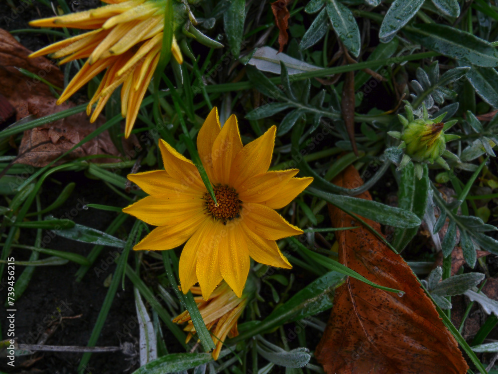 Autumn flowers among fallen leaves Autumn flowers among fallen leaves