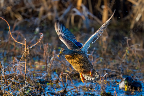 female mallard