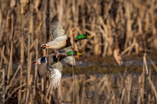 Pair of mallards