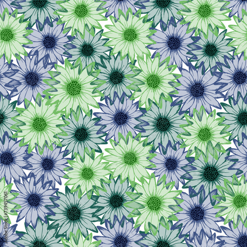 Dimorphotheca beautiful summer repeat rapport. Camomile daisy bl