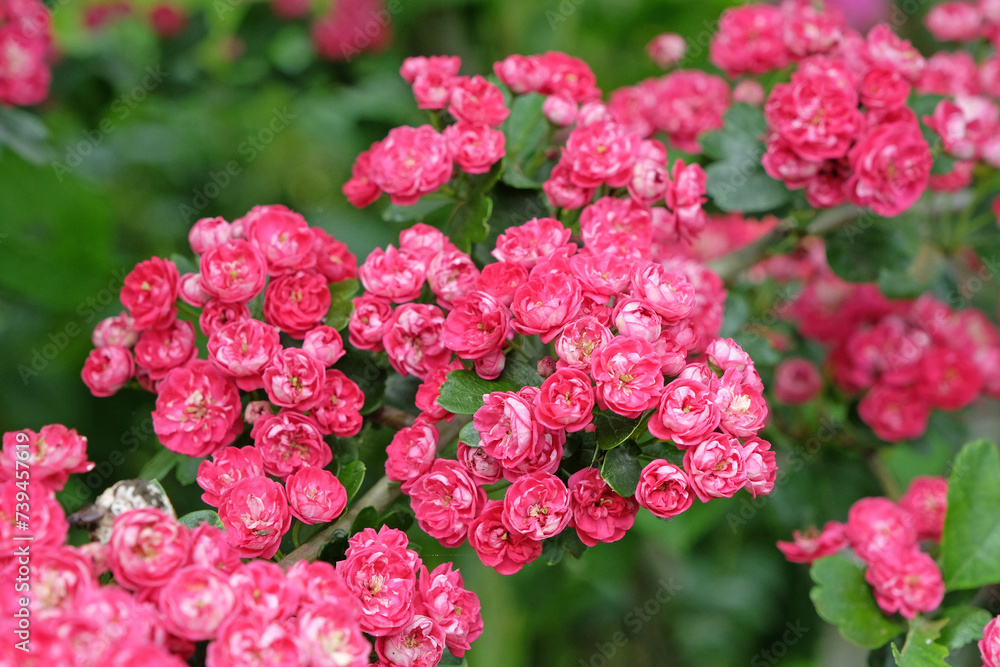 Bright pink English Hawthorn 'PaulÕs Scarlet' in flower. Bright pink English Hawthorn 'PaulÕs Scarlet' in flower.