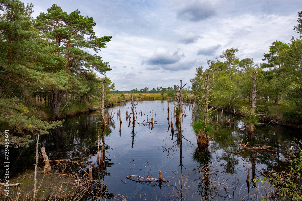Blick auf einen Teich im Pietzmoor in der Lüneburger Heide Blick auf einen Teich im Pietzmoor in der Lüneburger Heide