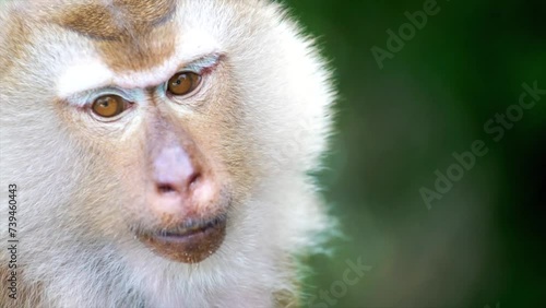 A close up of a monkey photo