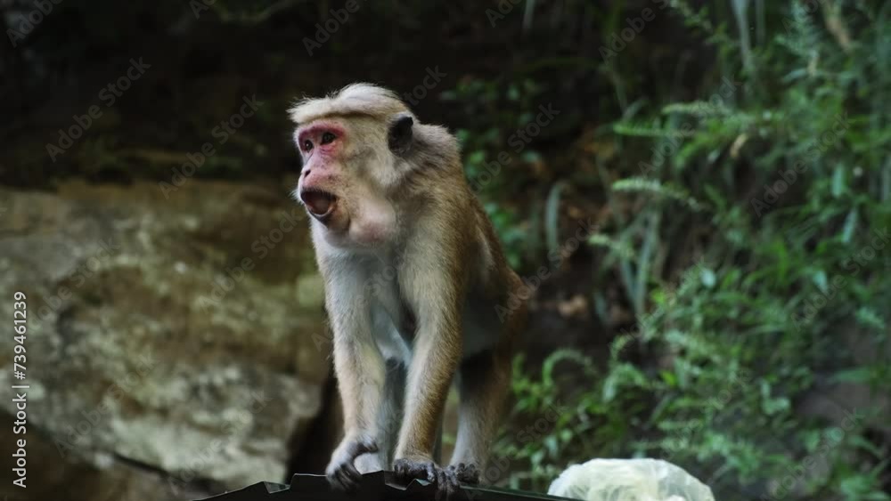 Wild monkey macaca sinica eating fruits in rainforest in Sri Lanka. Wild monkey macaca sinica eating fruits in rainforest in Sri Lanka.