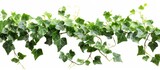 A groundcover of green ivy leaves creates a lush and vibrant urban design element. This terrestrial plant is perfect for adding beauty and texture to any outdoor event space