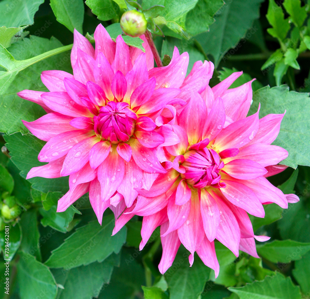 Obraz premium Dahlia flowers