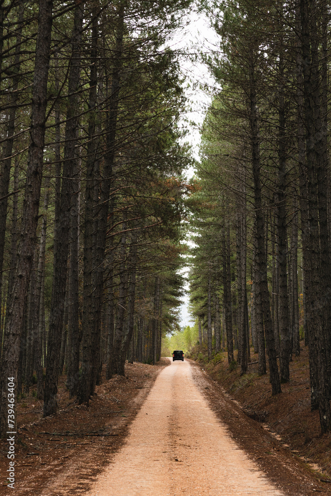 Camper van in a forest Camper van in a forest