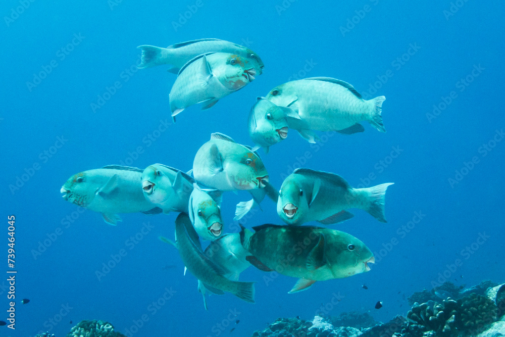 Fototapeta premium Parrotfish, reef life, French Polynesia