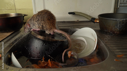 Dirty pan, vegetable peelings in a kitchen sink, gray rat , a littered water pipe.
