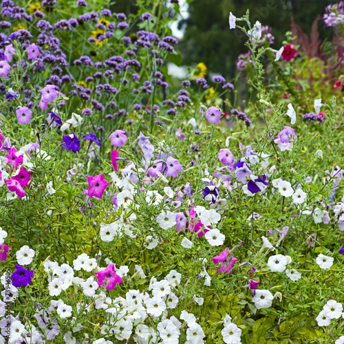 Colorful petunia flowers close up.