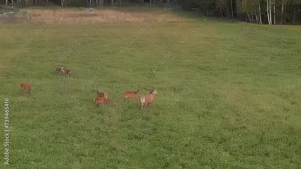 European red deer view from above against the backdrop of beautiful nature in early autumn: trees with colorful leaves, fields with withered vegetation and mowed meadows. video shot using a drone European red deer view from above against the backdrop of beautiful nature in early autumn: trees with colorful leaves, fields with withered vegetation and mowed meadows. video shot using a drone