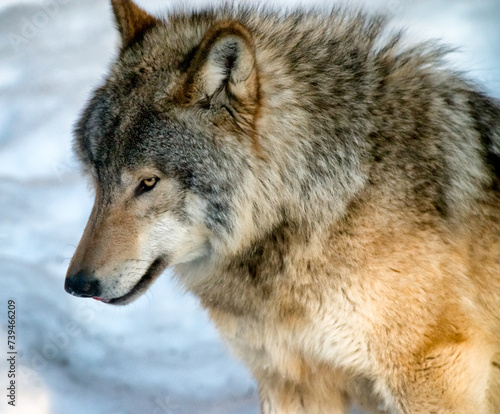 Portrait of a beautiful Eastern timber wolf  Canis lycaon  Canis lupus lycaon or Canis rufus lycaon  in winter.  