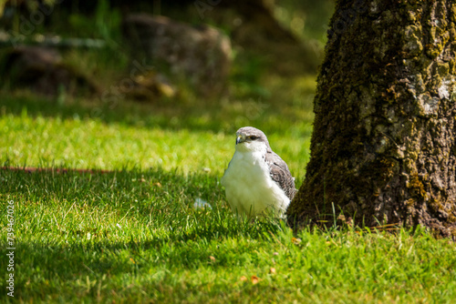 A falcon on the meadow in the park.