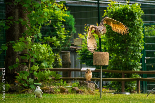 An owl in flight in the wildlife enclosure.