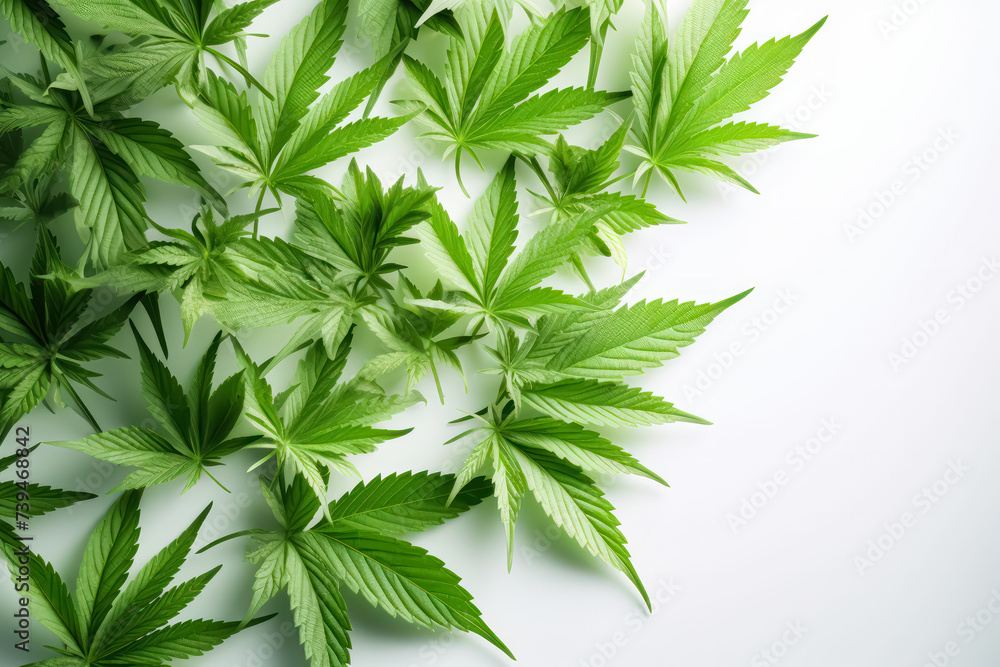 Cannabis leaves isolated on a white background. Conceptual image for medical marijuana, cannabis industry, or herbal medicine. Cannabis leaves isolated on a white background. Conceptual image for medical marijuana, cannabis industry, or herbal medicine.