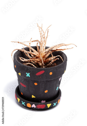 dead  plant in black flower pot on white bacground photo