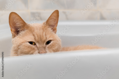 domestic cat lies in a white sink