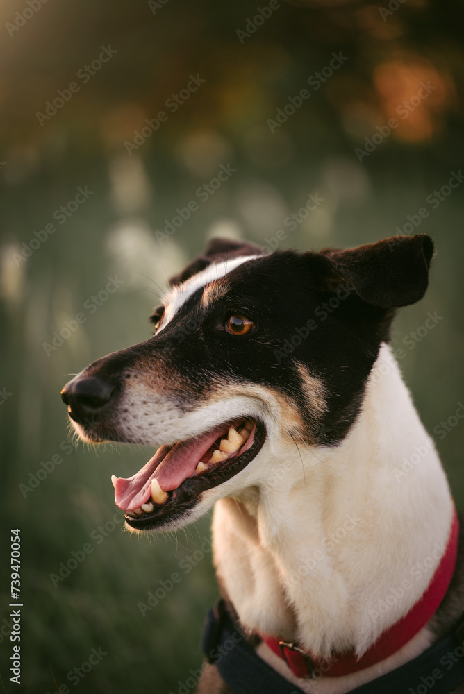 portrait of a dog in a field