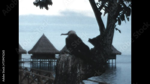 Frigatebird on Tahiti 1971 - A frigatebird rests on the branch of a tree on the island of Tahiti in French Polynesia, 1971. photo