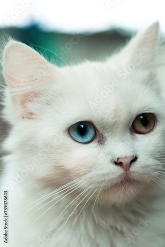 Heterochromia in cats