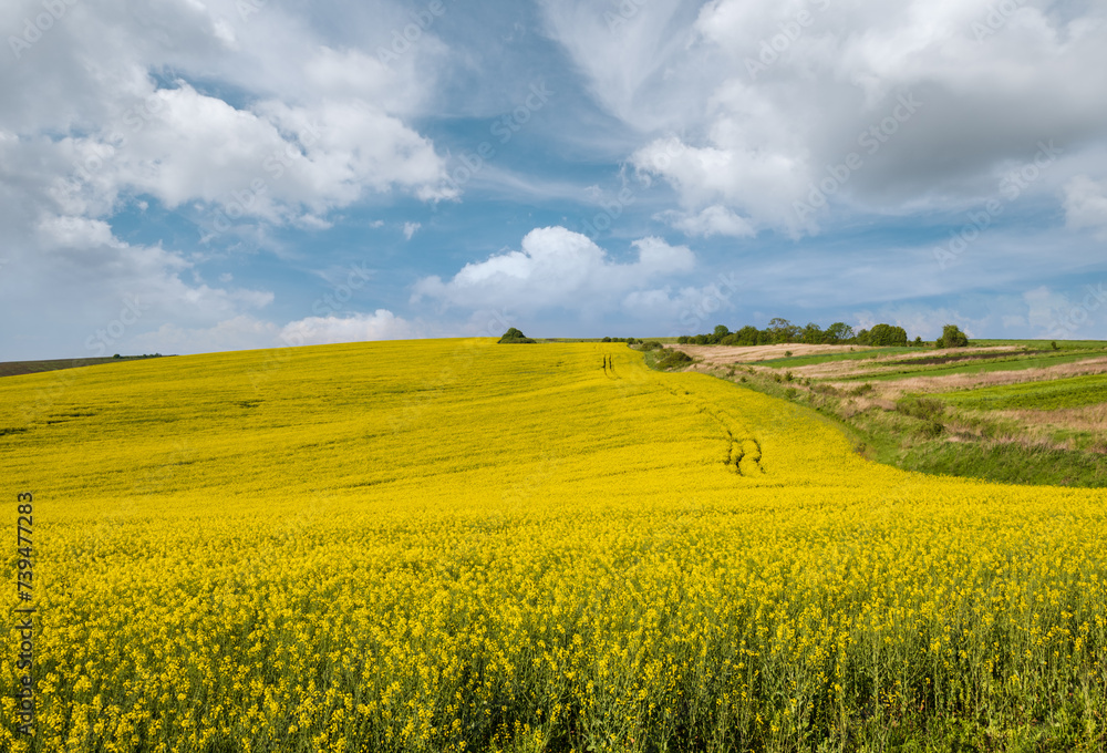 Spring rapeseed yellow blooming fields view, blue sky with clouds in sunlight. Natural seasonal, good weather, climate, eco, farming, countryside beauty concept.