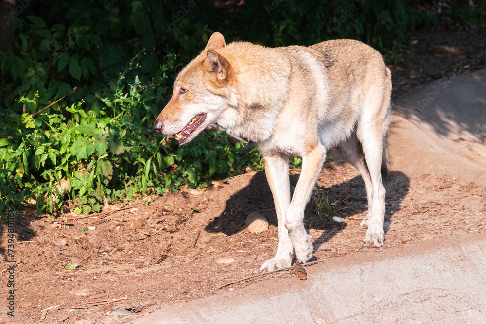 Fototapeta premium Gray wolf in forest on the green grass. The wolf, Canis lupus
