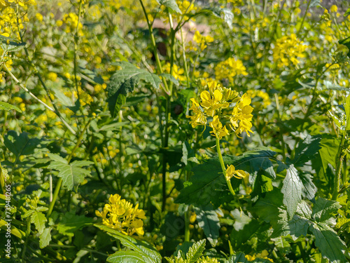 brassicca carinata plant early spring