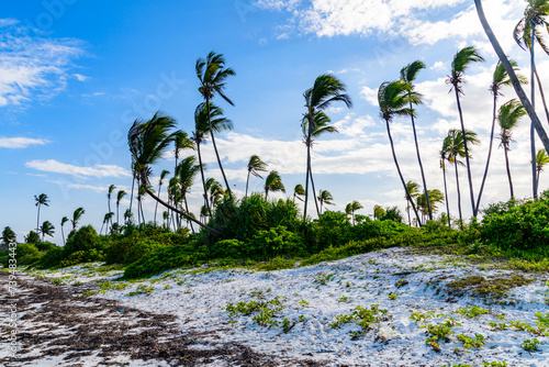 Coconut palm trees at beach near the Matemwe village at Zanzibar island, Tanzania photo