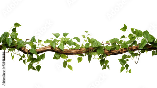 Jungle bush of three leaved wild vine cayratia or bush isolated on white or transparent background