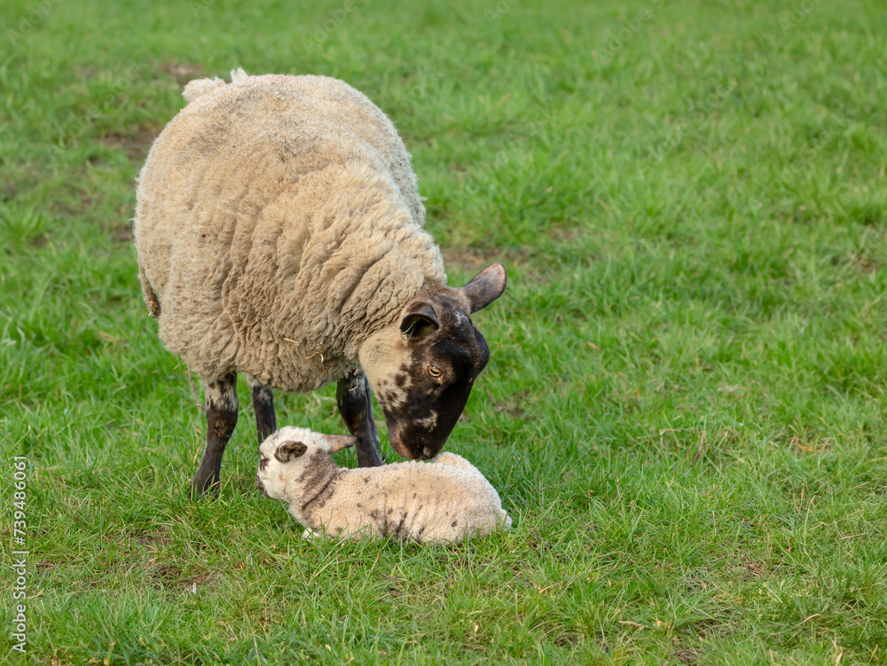 Lambing time in the Yorkshire Dales. A newborn lamb, born in February, early in the season and being nuzzled by her mother. Concept: A mother's love. Horizontal. Space for copy. Lambing time in the Yorkshire Dales. A newborn lamb, born in February, early in the season and being nuzzled by her mother. Concept: A mother's love. Horizontal. Space for copy.
