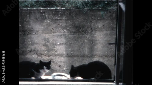 Cats Eat 1968 - Two black and white cats eat from a plate in 1968. photo