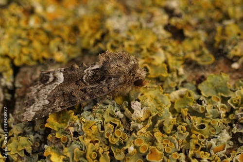 Closeup on the Marbled Minor owlet moth  Oligia strigilis sitting on wood