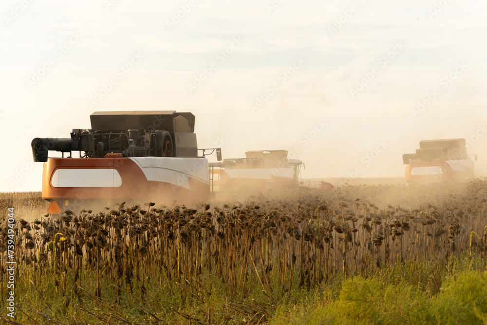 Fototapeta premium Combine harvester harvesting ripe sunflower at sunset.