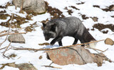 silver fox in forest during winter