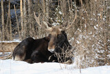 big moose resting in forest
